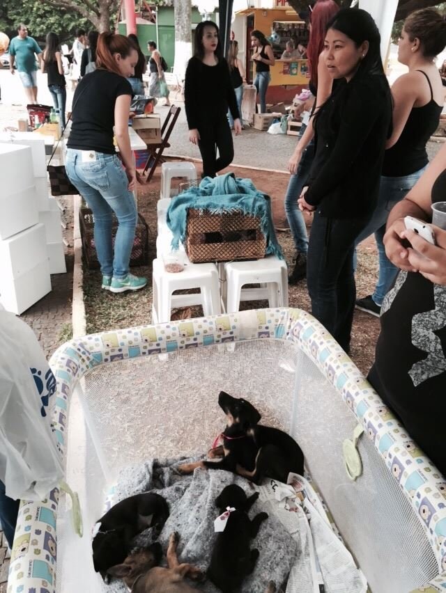 Feira de Adoção
